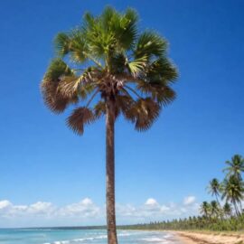 Carnaúba: Importância para o Meio Ambiente